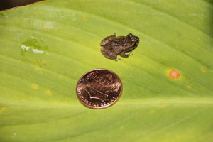 foto de una rana coquí, que se ve un poco más pequeño que un peñique estadounidense