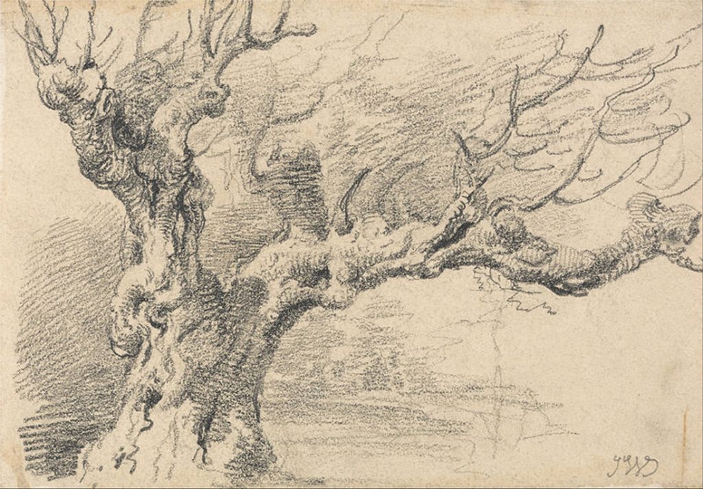 Brown and gray sketch of a large, gnarled oak tree without leaves