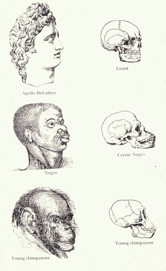 scientific-racism-Races_and_skulls.png