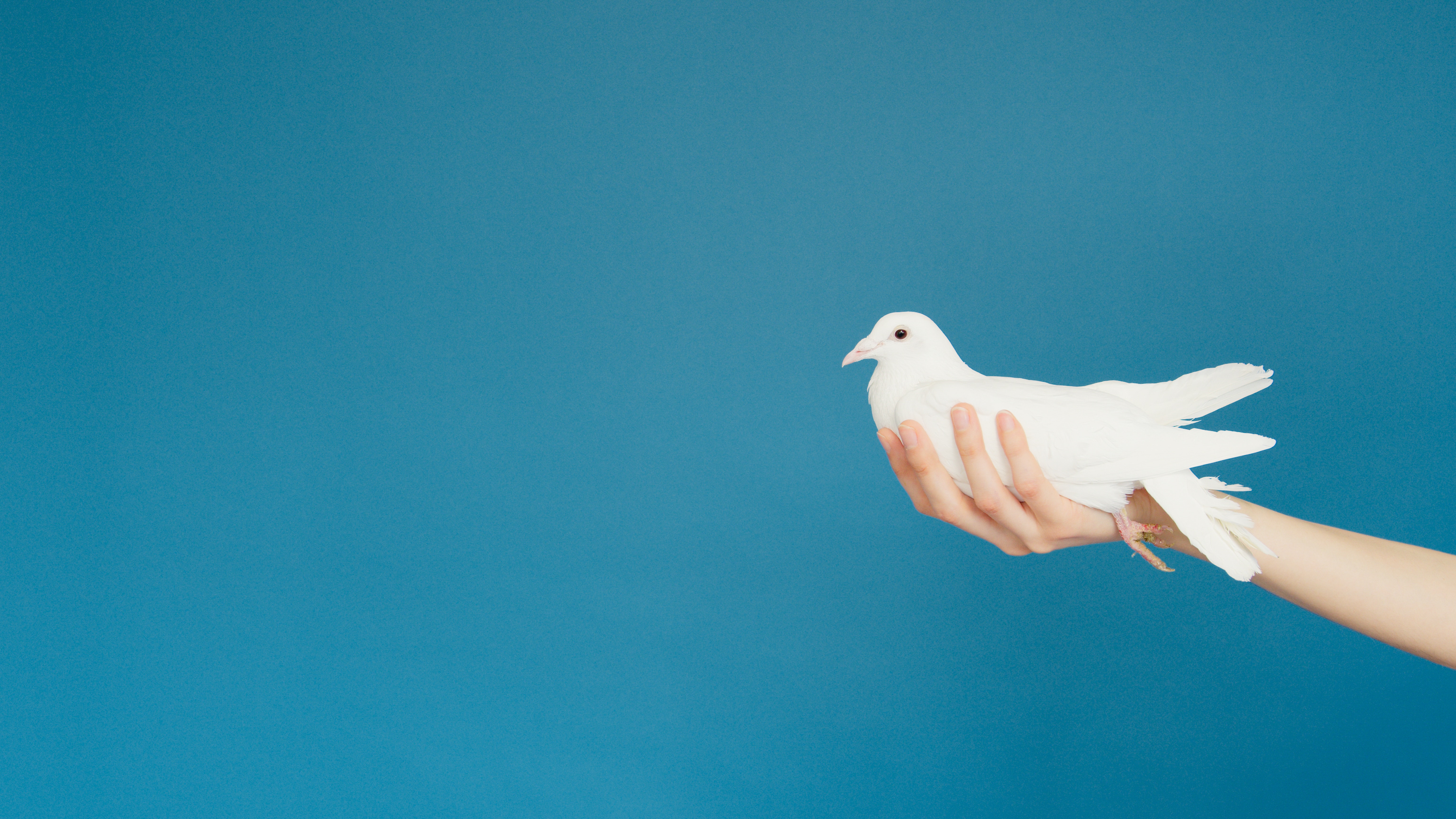एक हाथ एक सफेद कबूतर को पकड़ता है और आगे बढ़ता है जैसे कि कबूतर को भेंट किया जाए।