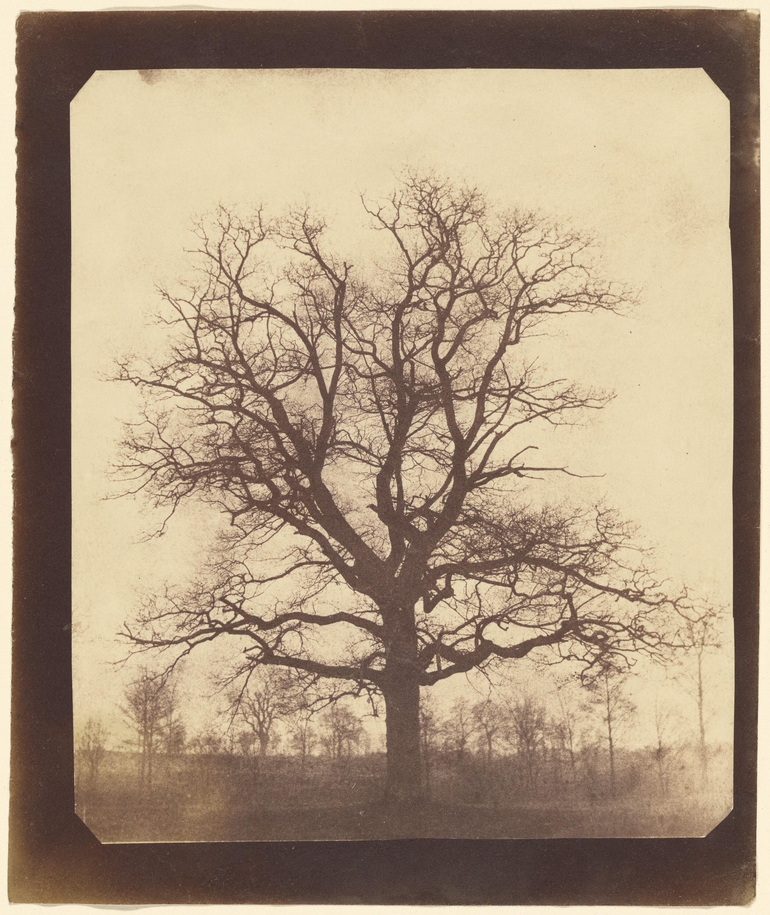 William Henry Fox Talbot, Oak Tree in Winter. Left: Calotype, c. 1842–43; and Right: salted paper print, c. 1892–93