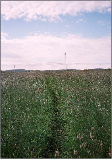 Path through the grass