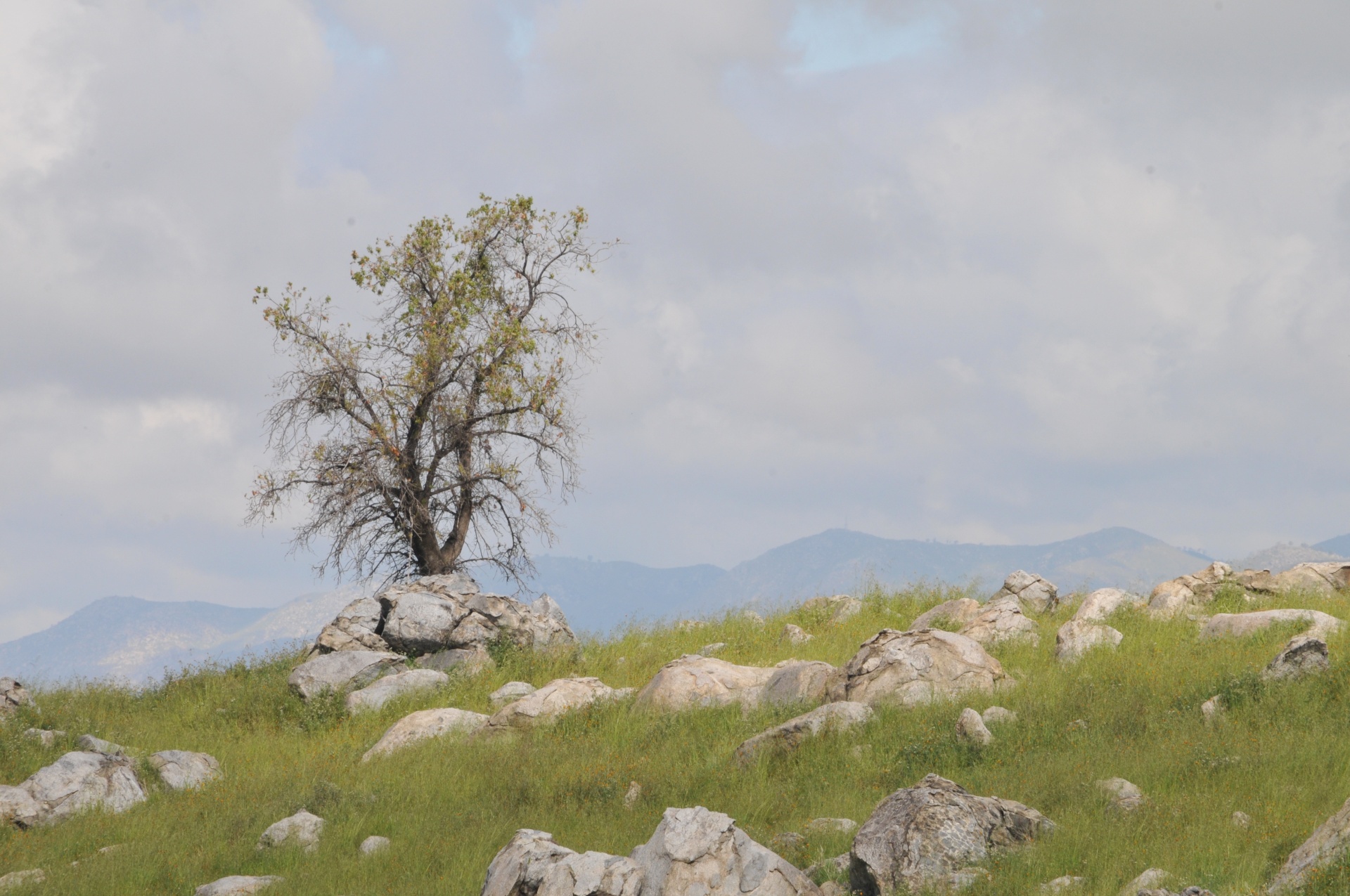 small-tree-in-field-of-rocks.jpg