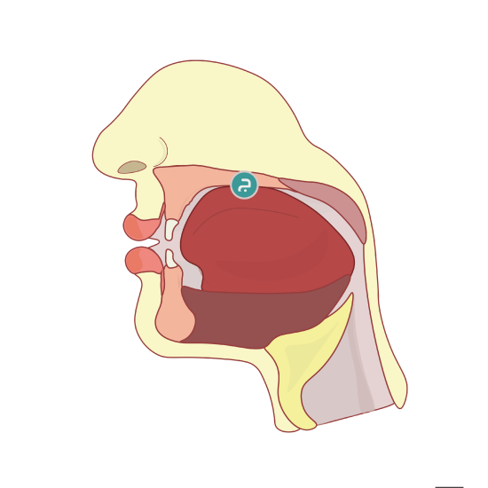 Cross section of the head to show the articulation of the letter ج