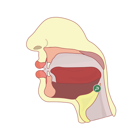 Cross section of the head to show the articulation of the letter حاء