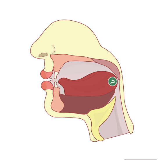 Cross section of the head to show the articulation of the letter خاء