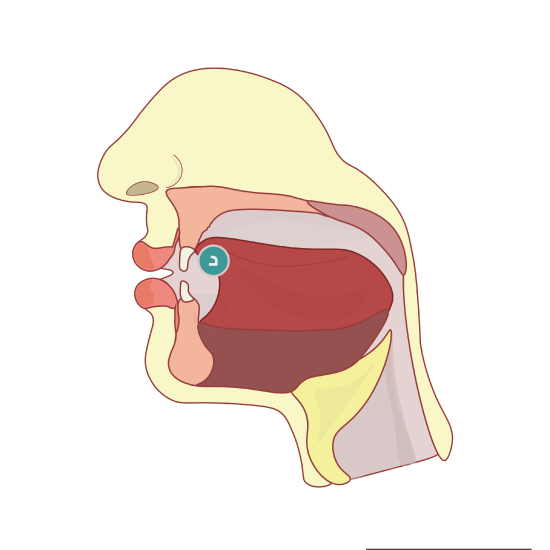 Cross section of the head to show the articulation of the letter دال