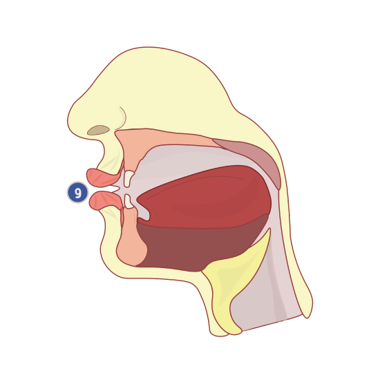 Cross section of the head to show the articulation of the letter واو