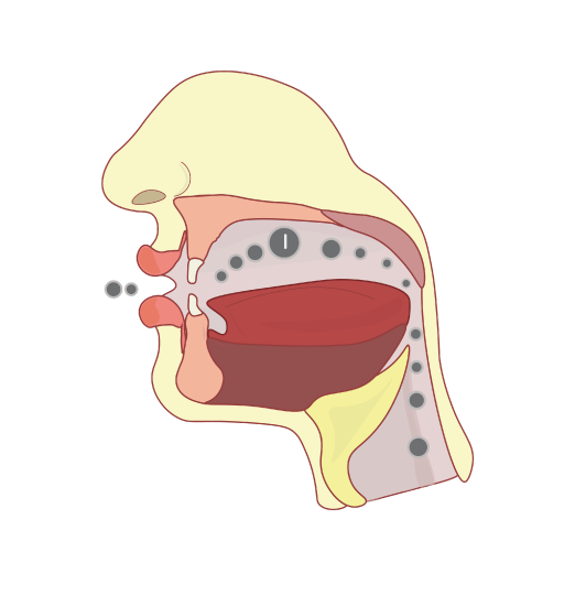 Cross section of the head to show the flow of the sound while pronouncing the long vowel alif "aa" 