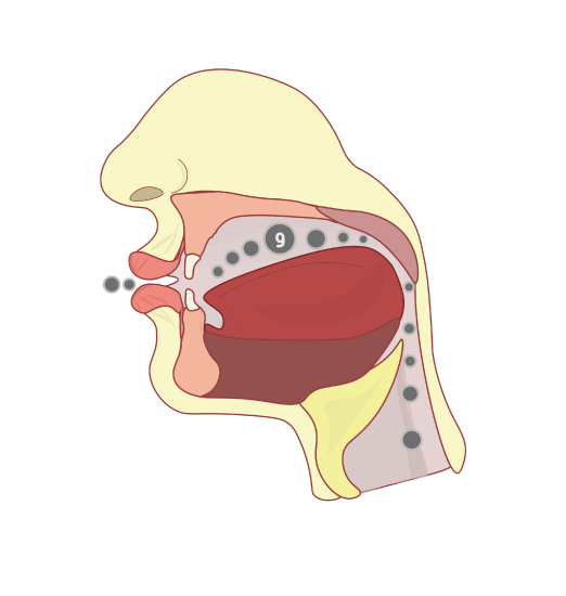 Cross section of the head to show the flow of the sound while pronouncing the long vowel waw "oo" 