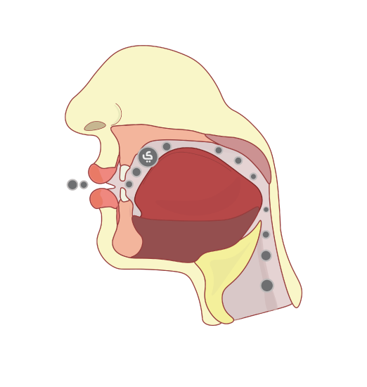 Cross section of the head to show the flow of the sound while pronouncing the long vowel yaa "ee" 