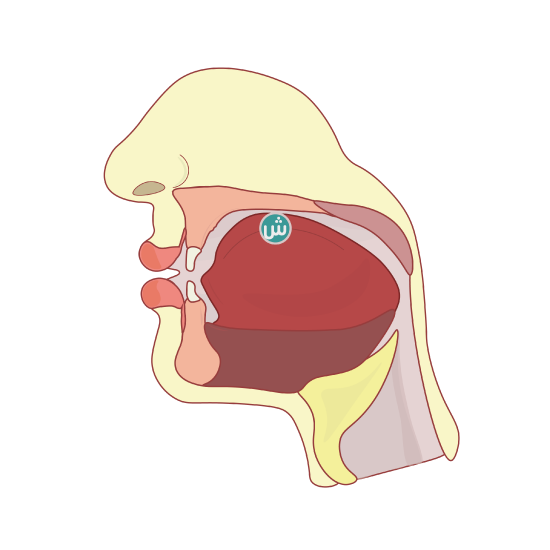 Cross section of the head to show the articulation of the letter ش