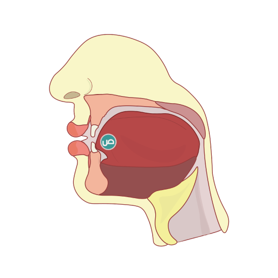 Cross section of the head to show the articulation of the letter ص