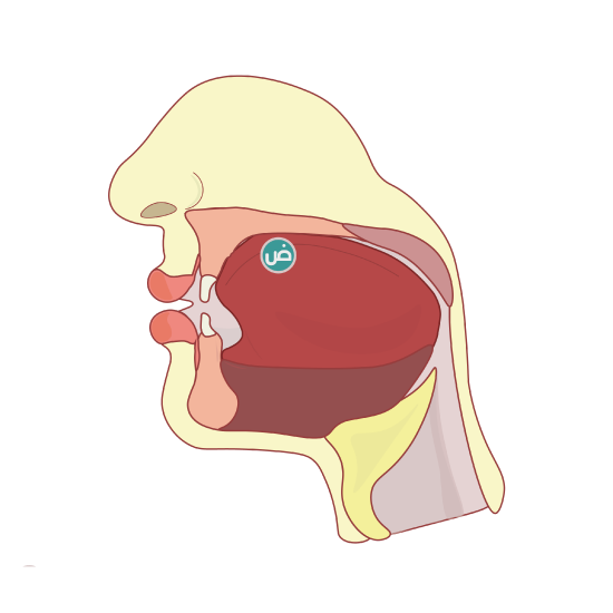 Cross section of the head to show the articulation of the letter ض