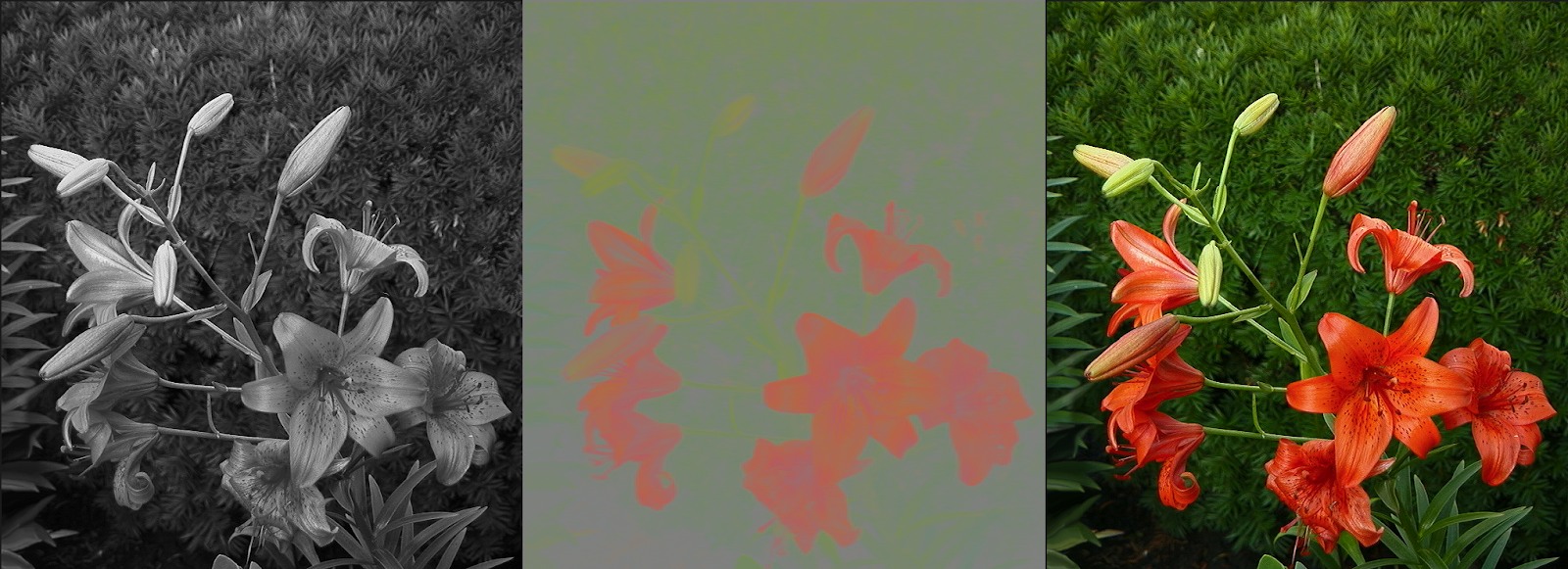 Image of flowers displayed in three ways - as Luma only, Chroma only and both Luma and Chroma together (regular image)