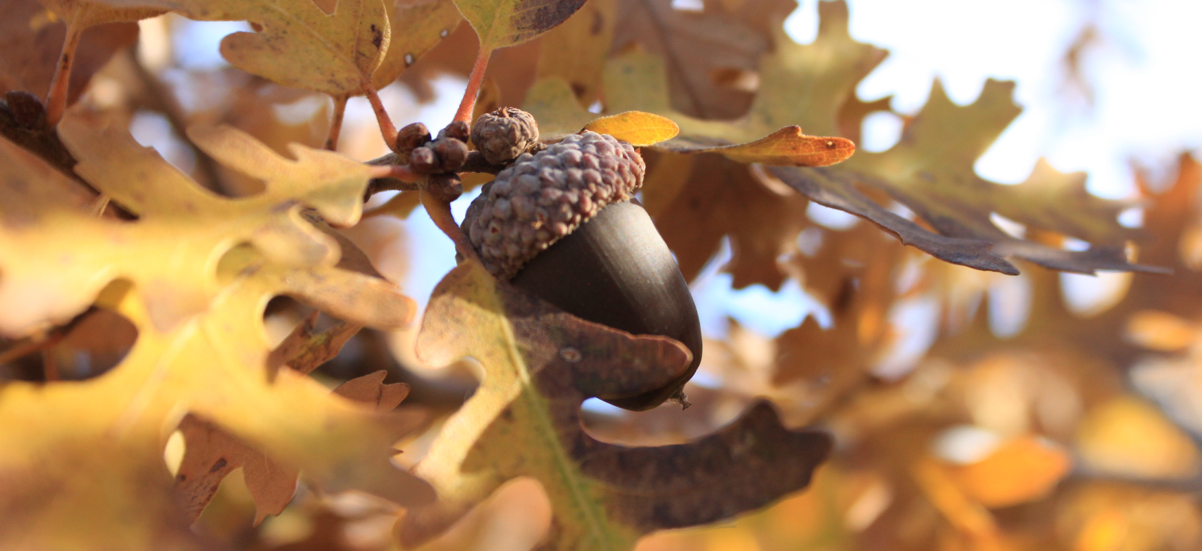 Un gland se trouve sur une branche entourée de feuilles de chêne.