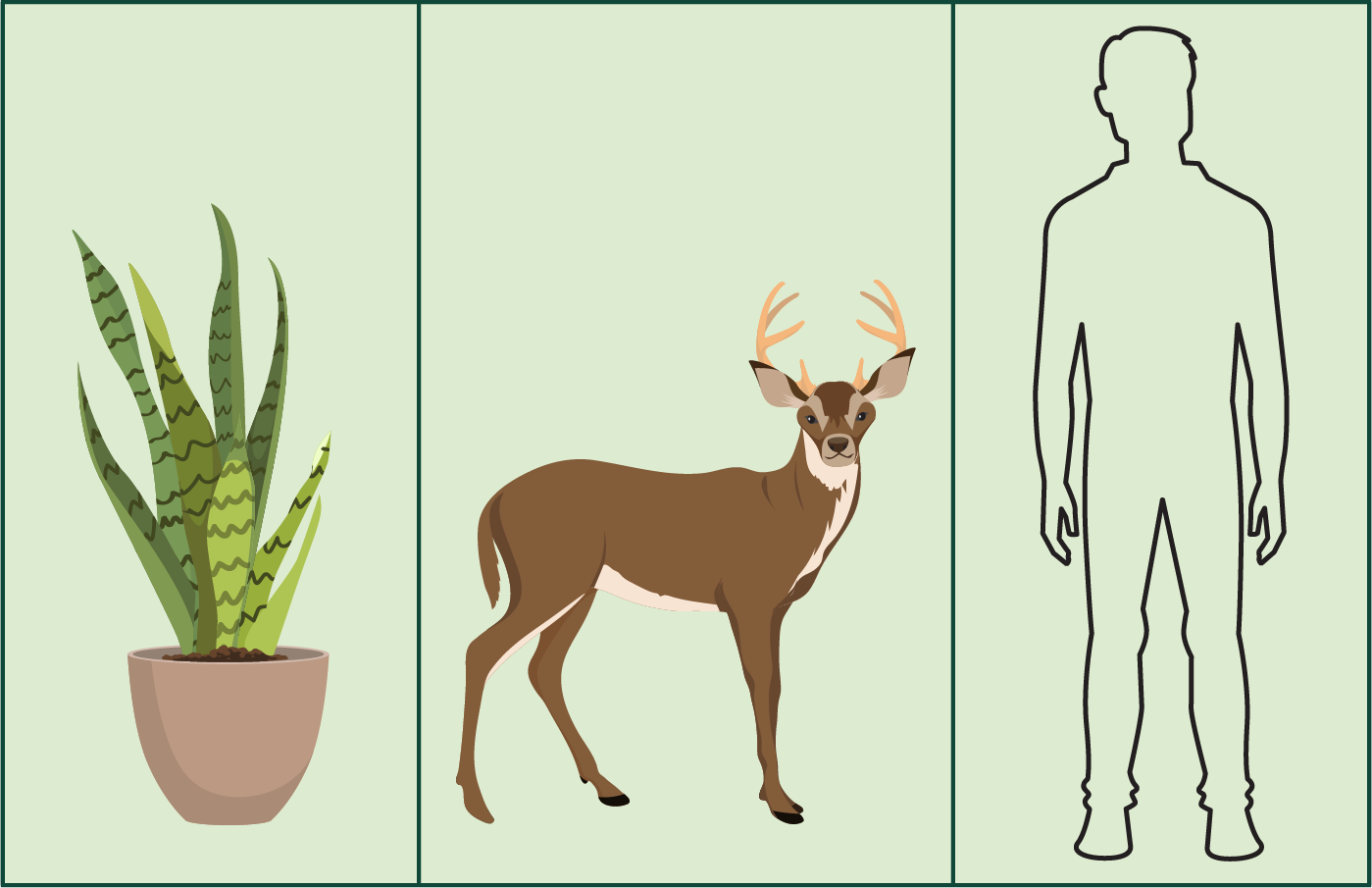 Três painéis, o primeiro contendo o esboço de uma planta, o segundo uma foto de um cervo e o terceiro um esboço de um ser humano.