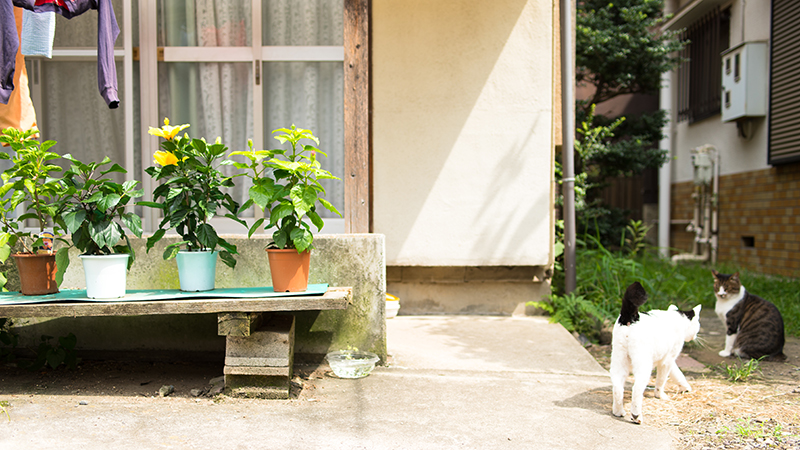 Um pátio externo com vários vasos de plantas em uma plataforma e dois gatos nas proximidades.