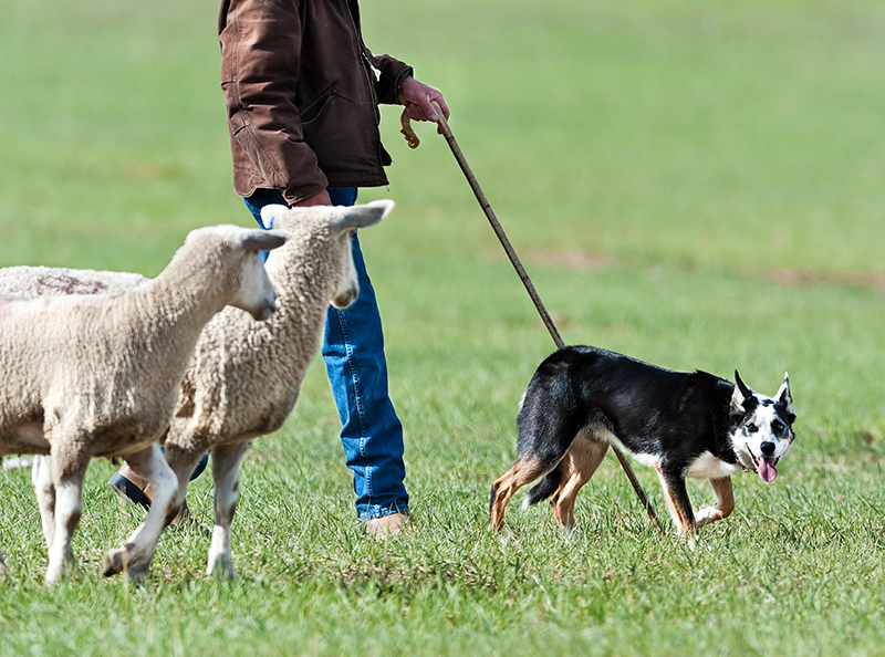 Cachorro em um campo com uma pessoa e duas ovelhas.
