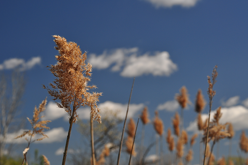 Фотографія скупчення трави насіння голови проти синього неба.