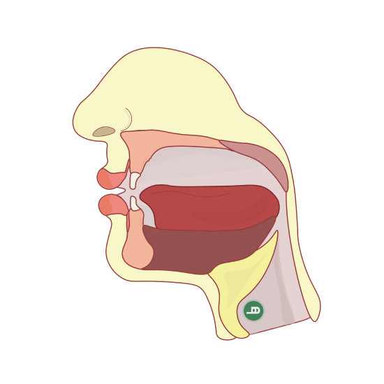 Cross section of the head to show the articulation of the letter هـ