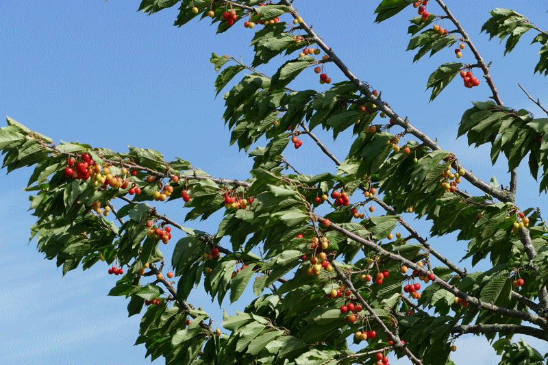 A cherry tree moving in the wind. The wind takes hold if the leaves, driving the branches to bob up and down, while the aerodynamically shaped cherries hang down rather undisturbed by the wind.