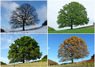 A tree is standing alone in tbe middle of the hill in four seasons.