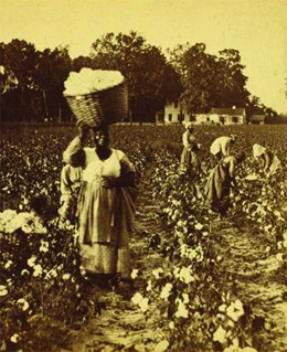 Une photographie montre des hommes et des femmes noirs récoltant du coton dans un champ. Au premier plan, une femme tient un grand panier de coton sur la tête. Une grande maison est visible en arrière-plan.